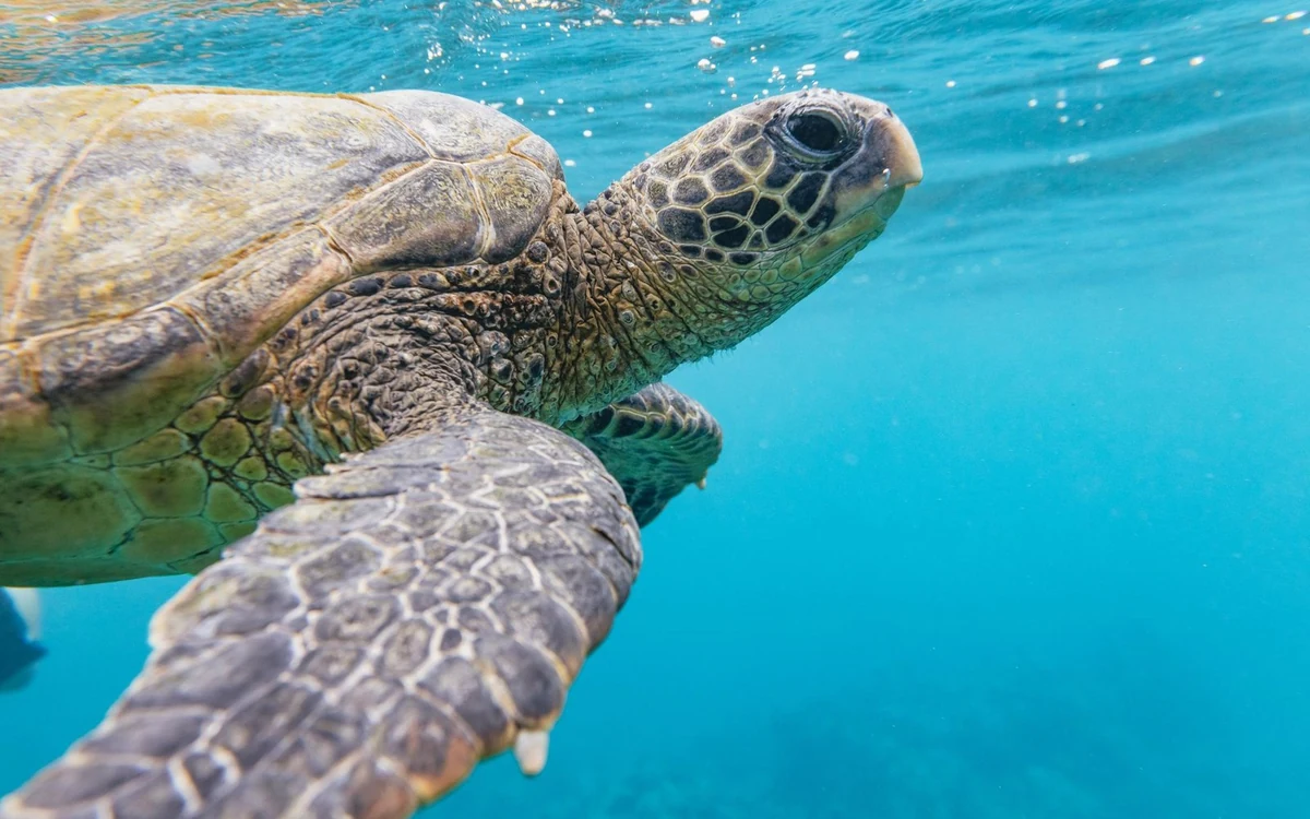 Una tortuga verde nadando cerca de la superficie en aguas azules y claras