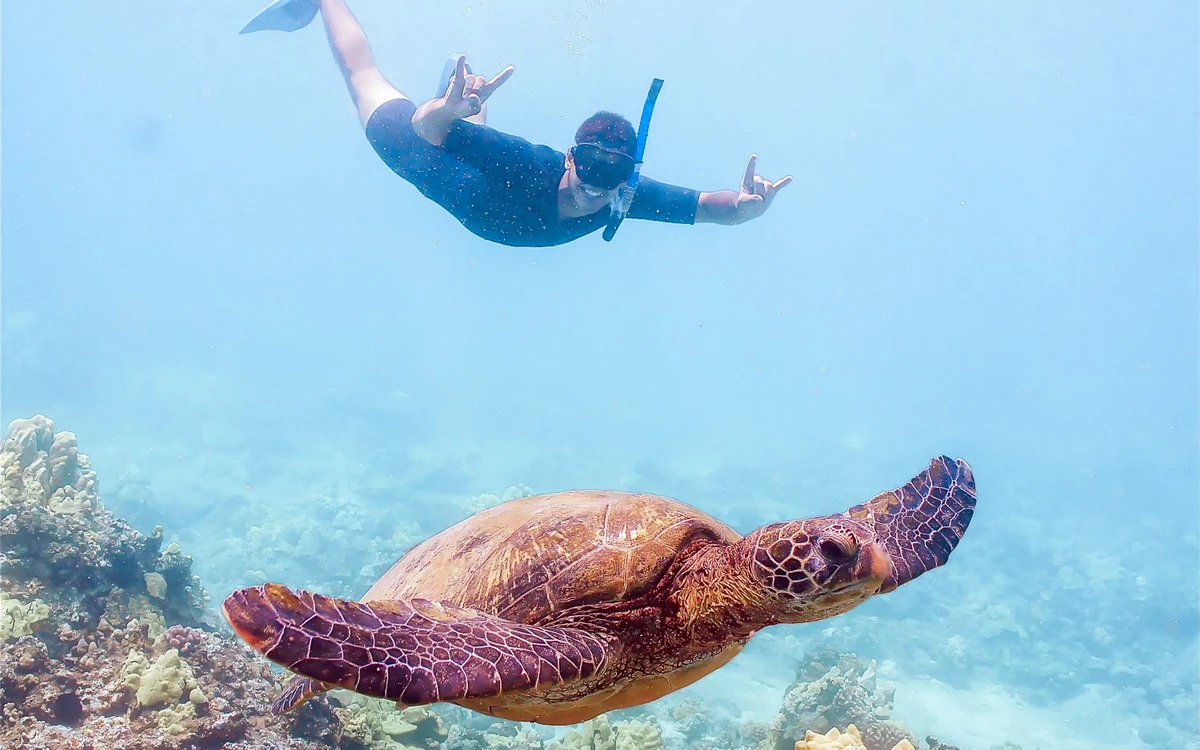 Un snorkelista con traje de neopreno flotando en la superficie sobre el arrecife, con una tortuga marina debajo