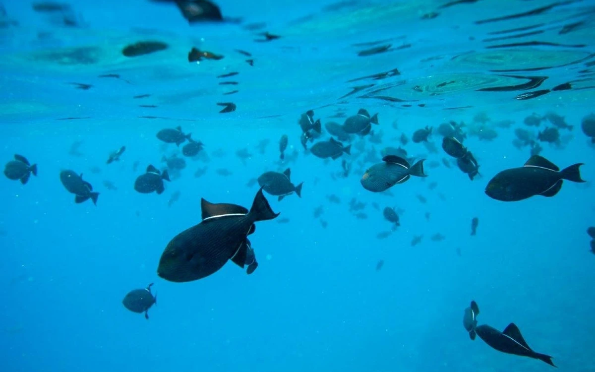 Un banco de peces oscuros de arrecife en agua azul clara sobre el arrecife, fotografiado bajo el agua
