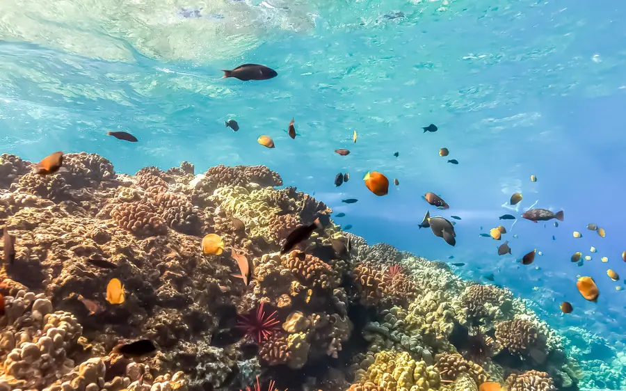 Pequeños peces tropicales sobre un arrecife de coral en aguas poco profundas