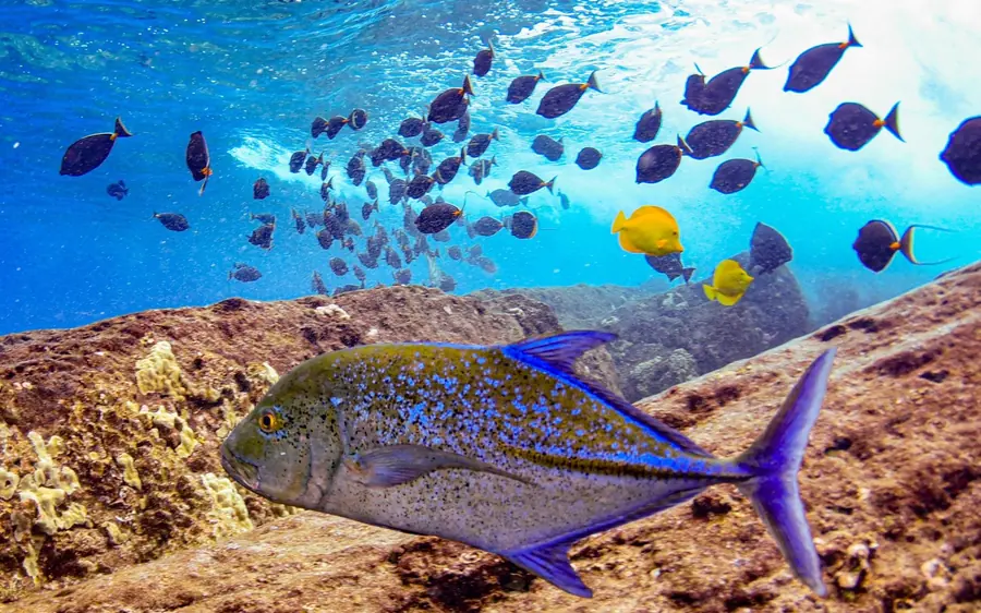Un gran pez azul sobre el arrecife con un banco de peces más pequeños detrás