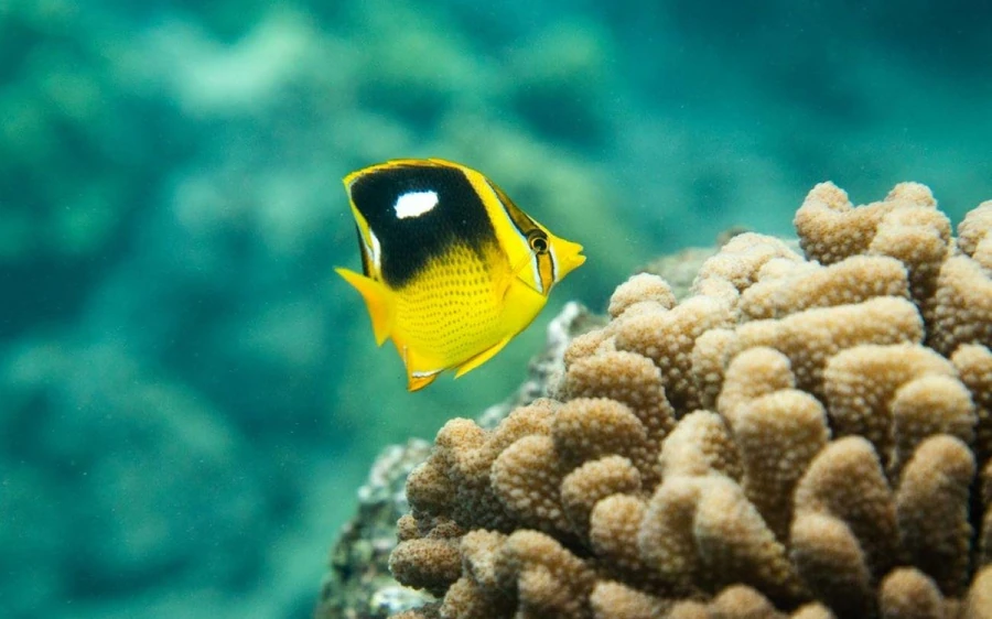 Un pez mariposa amarillo junto a un pálido cabezal de coral