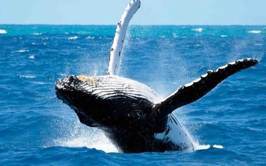 Una ballena jorobada saltando fuera del mar abierto