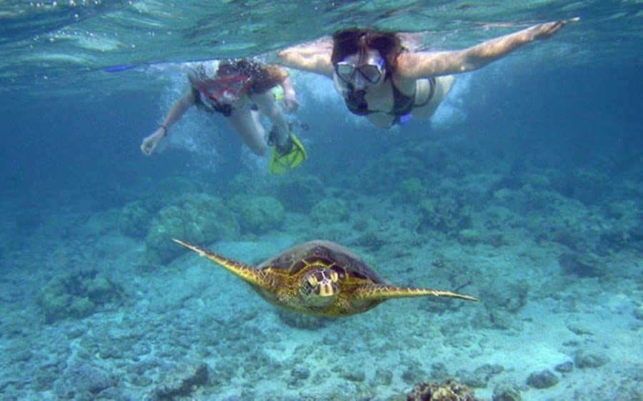 Dos snorkelistas en la superficie sobre una tortuga en el arrecife